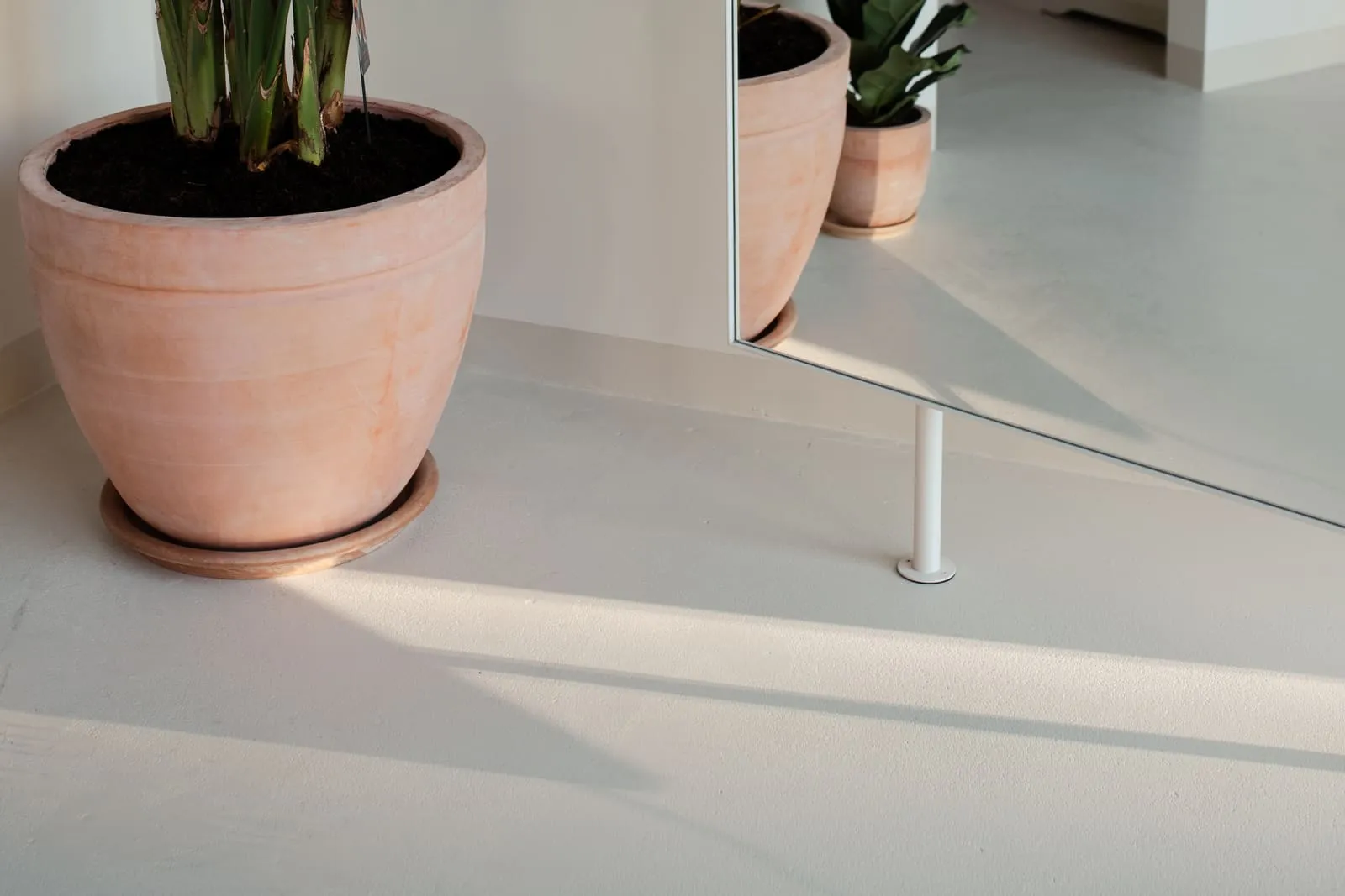 A terracotta pot with a plant in natural light by the mirror
